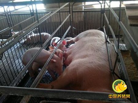 在产房经常能遇见母猪难产，除了打催产素，您思考分析过原因吗？