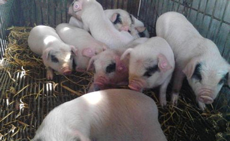 断奶保育猪败血性链球菌病发病及诊治过程