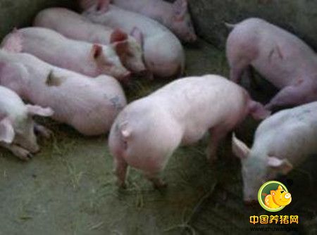 酸化剂在仔猪饲料中的应用