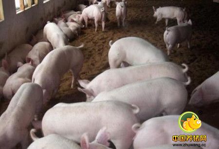 如何减少生猪日常发病率，让生猪少生病的几个措施
