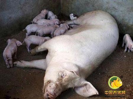 早春养猪要注意传染性腹泻的防治，做好早春季猪传染性腹泻至关重要