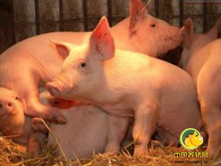 仔猪下痢的发病规律，要预防新生仔猪下痢需了解的三个阶段