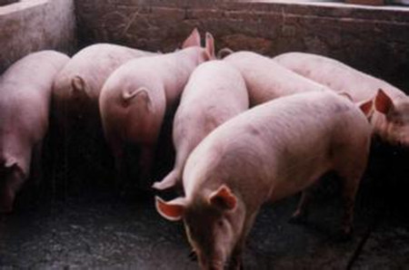 猪消化道疾病的预防与治疗，猪消化道疾病防治方法