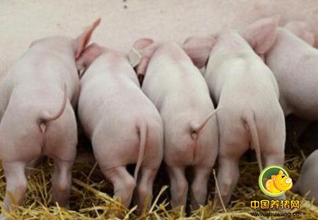 中国猪育种工作有了新突破