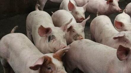 农业部通知引导屠宰业转型升级及一体化，养猪散户怎么办