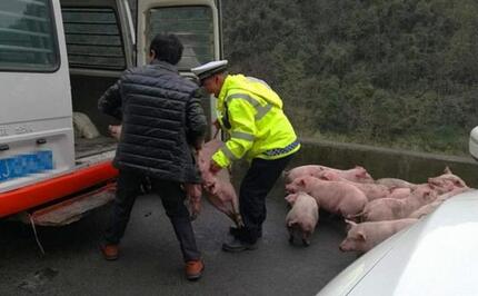 货车侧翻30头小猪在高速散步 民警出手上演“人猪大战”