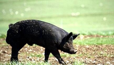 2月第4周生猪监测：仔猪母猪复涨 肥猪猪肉续跌