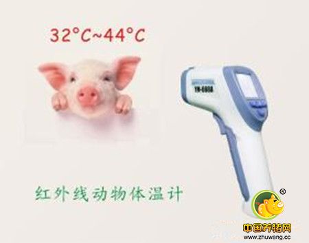 猪体温下降是何原因？如何救治