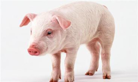猪得了支气管炎该怎么治？
