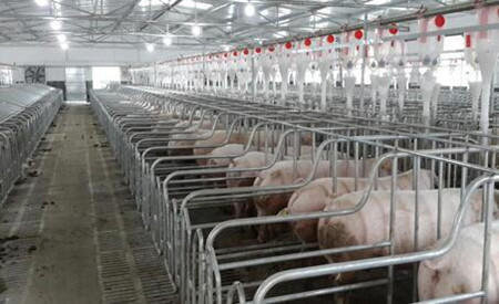 猪场技术管理和工作标准化――动物品种与环境控制