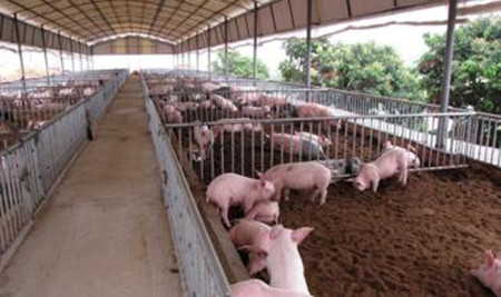 养猪过程中影响养猪场消毒效果的五大因素
