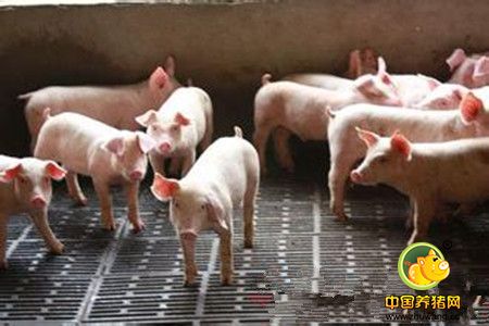 猪也喜欢安静的环境，当心猪场噪音让小猪丧命！