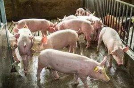 用三个典型案例，分析猪场如何通过生产记录”破解“猪群生产与健康问题？