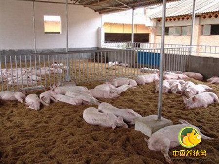 养猪生产中如何应用饲料香味剂