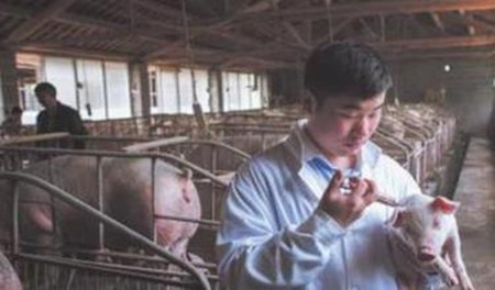 重庆猪倌带领相亲共同养猪创业致富，成全国标兵