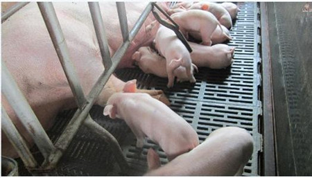养猪场消毒效果受温度、湿度和环境pH值之间影响