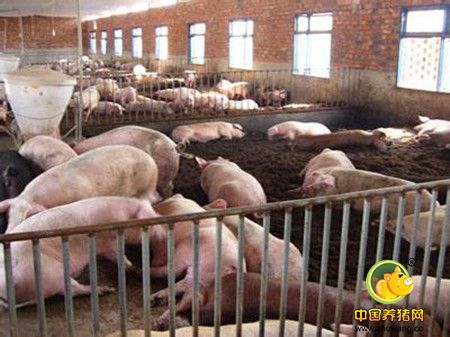 冬季密封养猪舍的环境控制措施