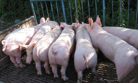 影响猪生长的饲料营养因素