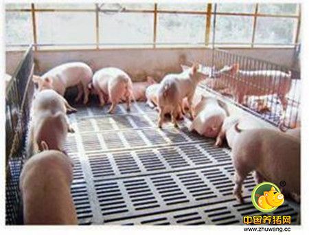 猪场用水泥地板存在的问题及解决办法