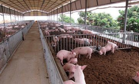 猪场建设之栅栏式猪栏