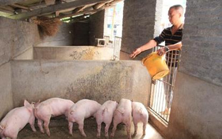 猪场的免疫程序制订问题