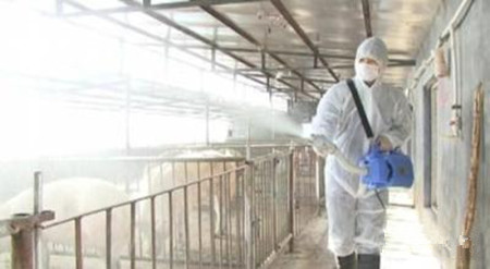 规模化猪场的消毒与隔离技术