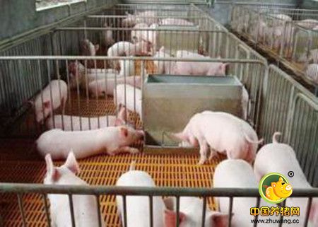 乳猪营养特点和饲料配制，乳猪饲料配制技术