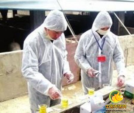 严防“瘦肉精”贵州2017年将至少检测4500份猪尿样