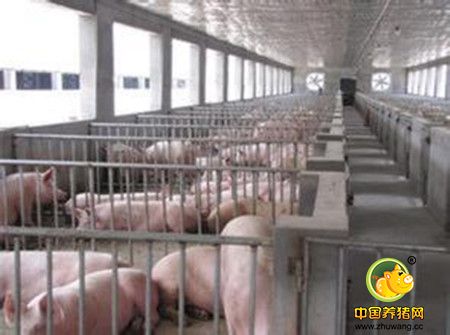 10万头猪场的猪栏隔墙或猪栏高是多少