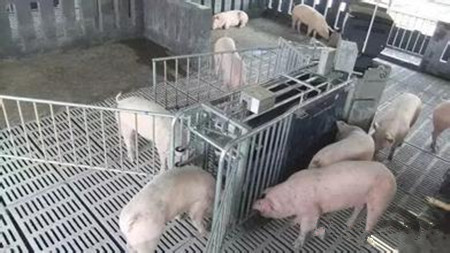 猪场内母猪推迟分娩的原因及处理措施