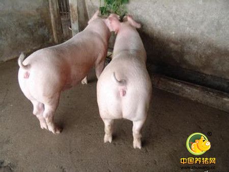养猪场中如何做到猪瘟的净化?