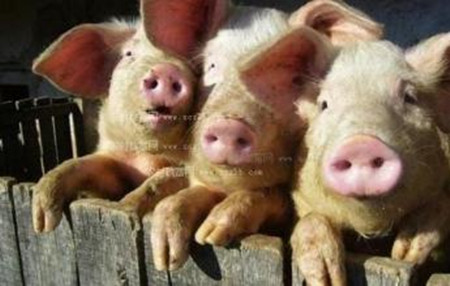 猪饲料添加剂的种类，猪饲料添加剂的作用
