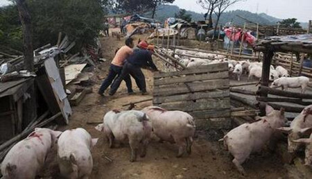 南安官桥镇组织拆除24家违法养猪场