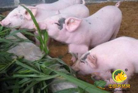 80%的猪场就是因为没做好这些，导致养殖效益上不去！