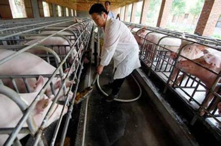 保育养猪舍的建造方法 经济实用