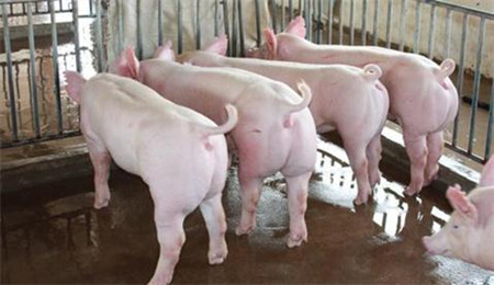 育肥猪在选择杂交组合应注意的几个方面，杂交生猪的选择标准