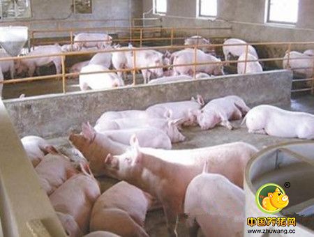 养猪设备消毒是预防疫病发生，降低死亡率的关键！