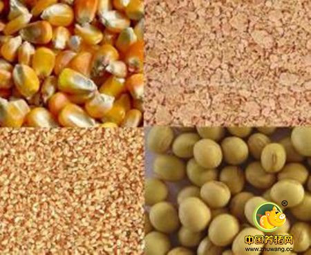 论DDGS、大麦、高粱替代玉米的状况