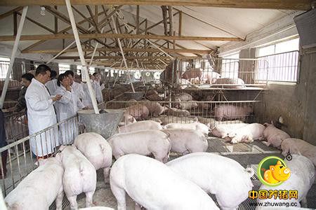 猪场的批次管理——现今养猪生产唯一实用的生产方式