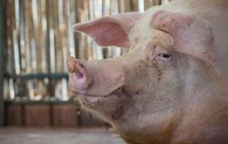 猪场管理：超越母猪群生产目标的10项措施