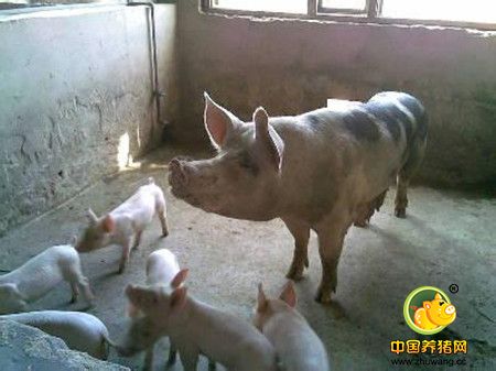 如皋江安镇居民投诉养猪场污染环境 居委会：将加强监督
