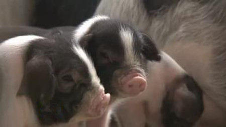 养猪户总结, 母猪难产的八大原因