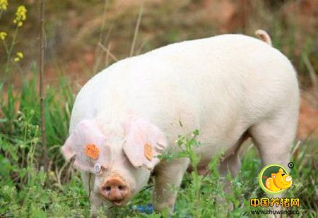 四方法解除猪群免疫力低下的问题