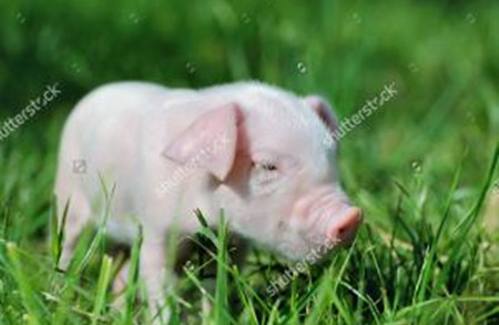 猪常用生物用品