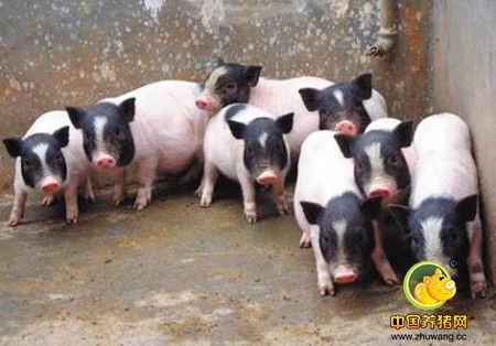 巴马香猪养殖场的建设