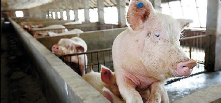 生猪养殖户积极补栏 后周期产业获益