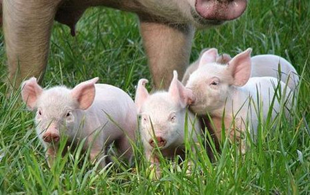 平均每头母猪盈利超过1.5万，秘诀只有7条！