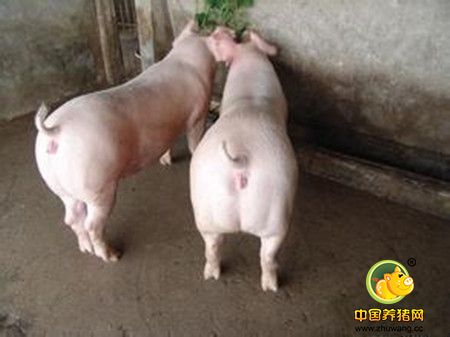 养猪场控制两大疾病有效减少母猪异常淘汰