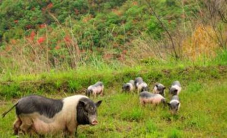 英山“猪倌”深山养猪9年 为农民找回致富自信