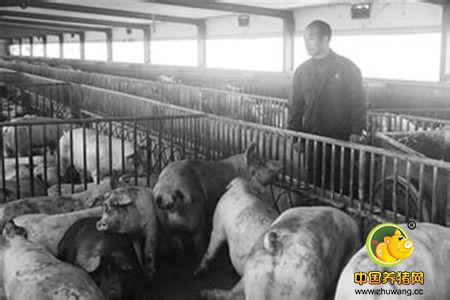 云南省弥勒市启动第一批温氏养猪家庭农场建设